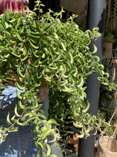 Load image into Gallery viewer, Aeschynanthus 'Twister' / Lipstick Vine
