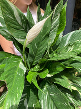 Load image into Gallery viewer, Spathiphyllum diamond / Variegated Peace Lily - *Local Delivery or Local Pick Up Only*