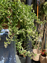 Load image into Gallery viewer, Aeschynanthus 'Twister' / Lipstick Vine
