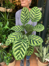 Load image into Gallery viewer, Calathea makoyana / Prayer Plant