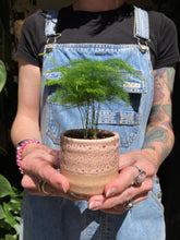 Load image into Gallery viewer, Asparagus plumosus / Asparagus Fern
