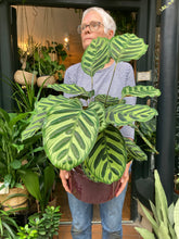 Load image into Gallery viewer, Calathea makoyana / Prayer Plant