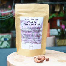 Load image into Gallery viewer, Oxalis Triangularis Bulbs