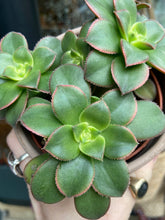 Load image into Gallery viewer, Aeonium tricolor Kiwi / Tree House Leek