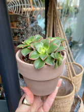 Load image into Gallery viewer, Aeonium tricolor Kiwi / Tree House Leek