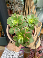 Load image into Gallery viewer, Aeonium tricolor Kiwi / Tree House Leek