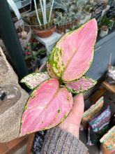 Load image into Gallery viewer, Aglaonema Lucky Red / Chinese evergreen