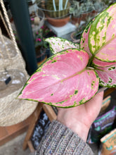 Load image into Gallery viewer, Aglaonema Lucky Red / Chinese evergreen