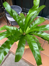 Load image into Gallery viewer, Asplenium antiquum / Japanese Birds Nest Fern