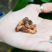 Load image into Gallery viewer, Oxalis Triangularis Bulbs