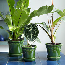 Load image into Gallery viewer, Copenhagen Green Glazed Plant Pots - *Local Delivery or Local Pick Up Only*