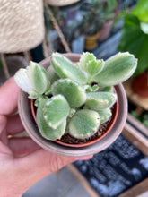Load image into Gallery viewer, Cotyledon ladismithiensis Variegata / Variegated Bear Paws