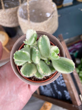 Load image into Gallery viewer, Cotyledon ladismithiensis Variegata / Variegated Bear Paws