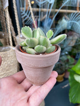 Load image into Gallery viewer, Cotyledon ladismithiensis Variegata / Variegated Bear Paws