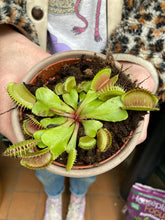 Load image into Gallery viewer, Dionaea muscipula / Venus Fly Trap