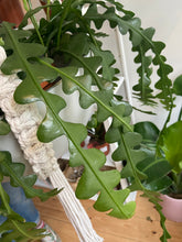 Load image into Gallery viewer, XL Handmade Macrame Plant Hanger