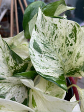 Load image into Gallery viewer, Epipremnum aureum Happy Leaf - Manjula Pothos