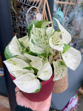 Load image into Gallery viewer, Epipremnum aureum Happy Leaf - Manjula Pothos