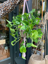 Load image into Gallery viewer, Epipremnum aureum 'Global Green' / Pothos