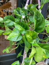 Load image into Gallery viewer, Epipremnum aureum 'Global Green' / Pothos