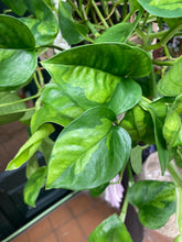 Load image into Gallery viewer, Epipremnum aureum 'Global Green' / Pothos