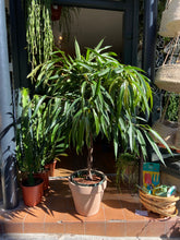 Load image into Gallery viewer, Ficus maclellandii Alii Stem Tree / Long Leafed Fig - *Local Delivery or Local Pick Up Only*
