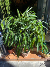 Load image into Gallery viewer, Ficus maclellandii Alii Stem Tree / Long Leafed Fig - *Local Delivery or Local Pick Up Only*