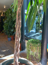 Load image into Gallery viewer, Ficus maclellandii Alii Stem Tree / Long Leafed Fig - *Local Delivery or Local Pick Up Only*
