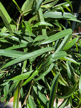 Load image into Gallery viewer, Ficus maclellandii Alii Stem Tree / Long Leafed Fig - *Local Delivery or Local Pick Up Only*