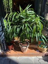 Load image into Gallery viewer, Ficus maclellandii Alii Stem Tree / Long Leafed Fig - *Local Delivery or Local Pick Up Only*