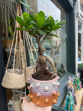 Load image into Gallery viewer, Ficus microcarpa Ginseng / Chinese Banyan Tree - 9cm Pot