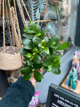 Load image into Gallery viewer, Ficus microcarpa Ginseng / Chinese Banyan Tree - 9cm Pot