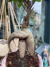 Load image into Gallery viewer, Ficus microcarpa Ginseng / Chinese Banyan Tree - 9cm Pot