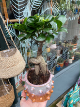 Load image into Gallery viewer, Ficus microcarpa Ginseng / Chinese Banyan Tree - 9cm Pot
