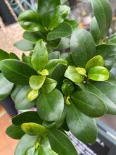 Load image into Gallery viewer, Ficus microcarpa Ginseng / Chinese Banyan Tree - 9cm Pot
