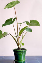 Load image into Gallery viewer, Copenhagen Green Glazed Plant Pots - *Local Delivery or Local Pick Up Only*