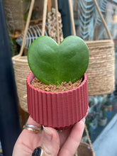 Load image into Gallery viewer, Hoya kerrii / Sweetheart Hoya