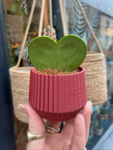 Load image into Gallery viewer, Hoya kerrii / Sweetheart Hoya