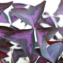Load image into Gallery viewer, Oxalis Triangularis Bulbs