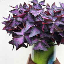 Load image into Gallery viewer, Oxalis Triangularis Bulbs