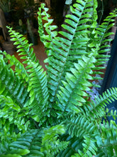 Load image into Gallery viewer, Nephrolepis exaltata Green Moment / Boston Fern