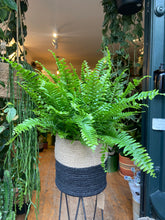 Load image into Gallery viewer, Nephrolepis exaltata Green Moment / Boston Fern