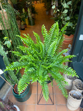 Load image into Gallery viewer, Nephrolepis exaltata Green Moment / Boston Fern