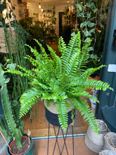Load image into Gallery viewer, Nephrolepis exaltata Green Moment / Boston Fern