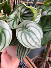 Load image into Gallery viewer, Peperomia argyreia / Watermelon Peperomia - 12cm Pot - *Local Delivery or Local Pick Up Only*