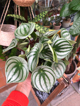Load image into Gallery viewer, Peperomia argyreia / Watermelon Peperomia - 12cm Pot - *Local Delivery or Local Pick Up Only*