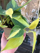 Load image into Gallery viewer, Philodendron scandens Brasil / Sweetheart Plant - 12cm Pot
