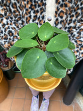 Load image into Gallery viewer, Pilea peperomioides / Chinese Money Plant