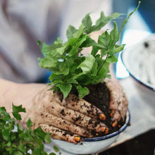 Load image into Gallery viewer, Make Your Own Kokedama Moss Ball Workshop