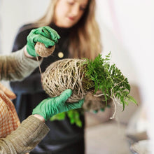 Load image into Gallery viewer, Make Your Own Kokedama Moss Ball Workshop